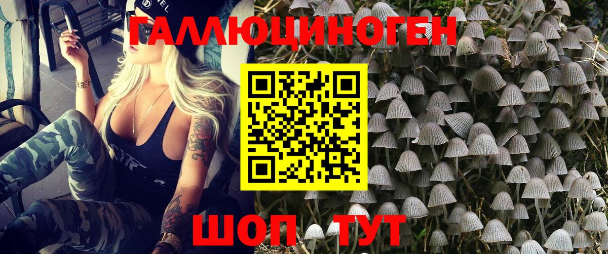 Псилоцибиновые грибы Psilocybine cubensis Карталы